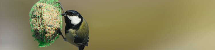 Bird Food